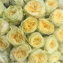 Роза Баттеркап пионовид.(МЦ) дл.60 10шт/уп