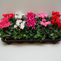 Цикламен Супер Карино микс d10 h25 8шт