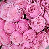 Роза Сильва Пинк пионовид. (МЦ) дл.50 10шт/уп