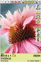 Эхинацея махровая Индиака 1шт*