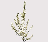 Прунус Alba Plena дл.60 10шт