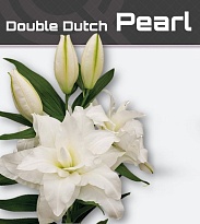 Лилия Dbl Dutch Pearl 4+ 10шт