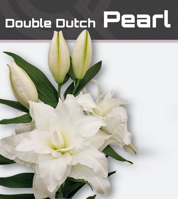 Лилия Dbl Dutch Pearl 4+ 10шт