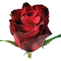 Одноголовая MADAM RED