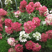 Гортензия (Hydrangea) метельчатая Пинк Даймонд 3л h30-40 1шт