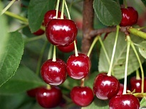Вишня Драгоценный Кармин (ЗКС) 5л 1шт