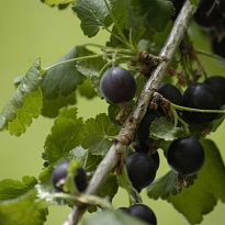 Смородина (Ribes) Йошта (гибрид смор/крыж) d9 18шт