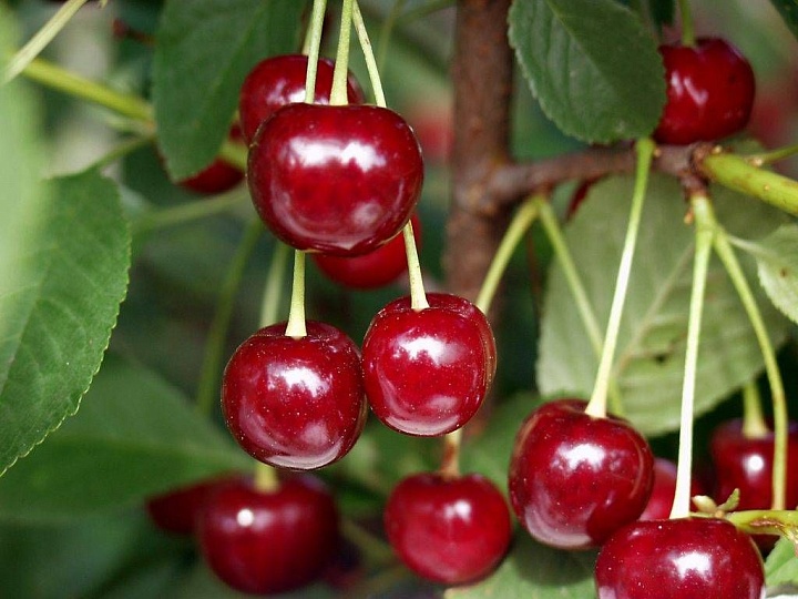 Вишня Драгоценный Кармин (ЗКС) 5л 1шт