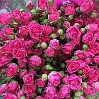 Роза кустовая Purple Irischka дл.60 10шт