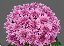 Хризантема кустовая Suavecito 5шт