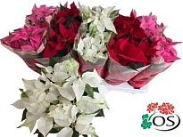 Пуансеттия микс d11 h30 10шт