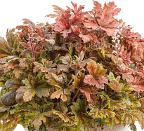 Гейхерелла Хопскотч 1шт