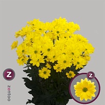Хризантема кустовая Celebrate Zentoo 5шт