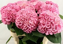 Гортензия My Beautiful Heaven дл.60 d23 1шт