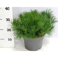 Сосна (Pinus) горная Муго d23 h35 1шт