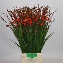 Крокосмия Red King 10шт