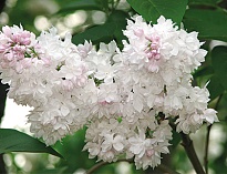 Сирень обыкновенная Красавица Москвы/Цв.Кор