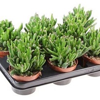 Крассула Хоббит d10 h15 8шт