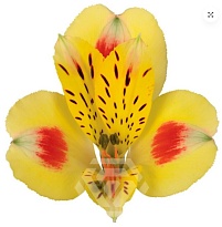 Альстромерия Tessa Bali дл.60 10шт