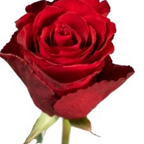 Роза Sian Madam Red дл.40 10 шт.