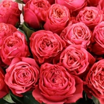 Роза Баблгам одноголовая (МЦ) дл.60 10шт/уп