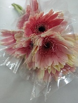Гербера мини Dark Pink (К) дл.55 10шт