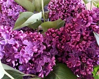 Сирень обыкновенная Богдан Хмельницкий/Цв.Кор