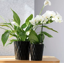 Кашпо Polnix Barcelona d13 h14см керамика черный