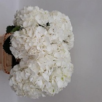 Гортензия Schneeball дл.90 d22 1шт 