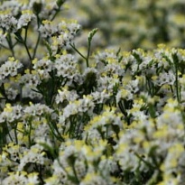 Лимониум Sensy TipTop 5шт