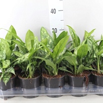 Аглаонема Мария d11 h25 10шт