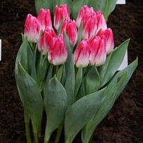 Тюльпан Memphis 10шт