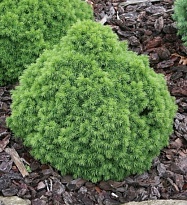 Ель (Picea) канадская Альберта Глоб d9 h15-20 1шт