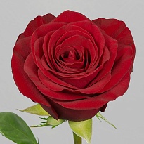 Роза E.q.r. Ecuatoroses Finally дл.40 25шт