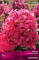 Флокс метельчатый Клеопатра 1шт