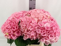 Гортензия My Beautiful Heaven дл.60 d22  1шт