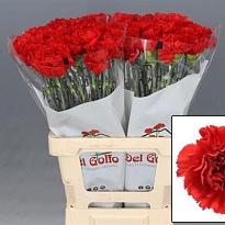 Гвоздика Gennaro 20шт