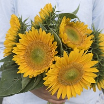 Подсолнух Sunrich Up Gold 10шт
