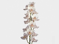 Орхидея Cymbidium No 60*9 1шт