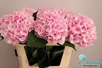 Гортензия Royal Impressive дл.75 d21 1шт