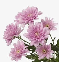 Хризантема кустовая Baltica pink (ТКН) 5 шт.