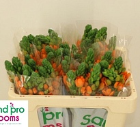 Орнитогалум Sunray 10шт