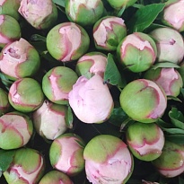 Пион Pecher 5шт