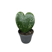 Хойя Сплэш d12 h10 8шт