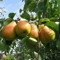 Груша Кафедральная /С 1шт