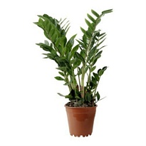 Замиокулькас d21 h100 1шт