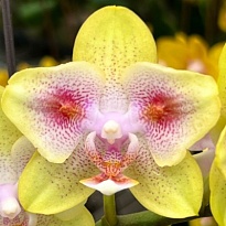 Орхидея Фален. Спанчбоб 2 ст d10 h35 10шт