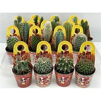 Кактус Мексикан Карри ковер d7 h10 16шт