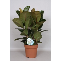 Фикус Робуста 3рр d24 h75 1шт