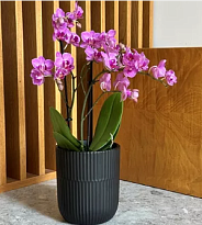 Кашпо Polnix Barcelona d13 h15см керамика черный